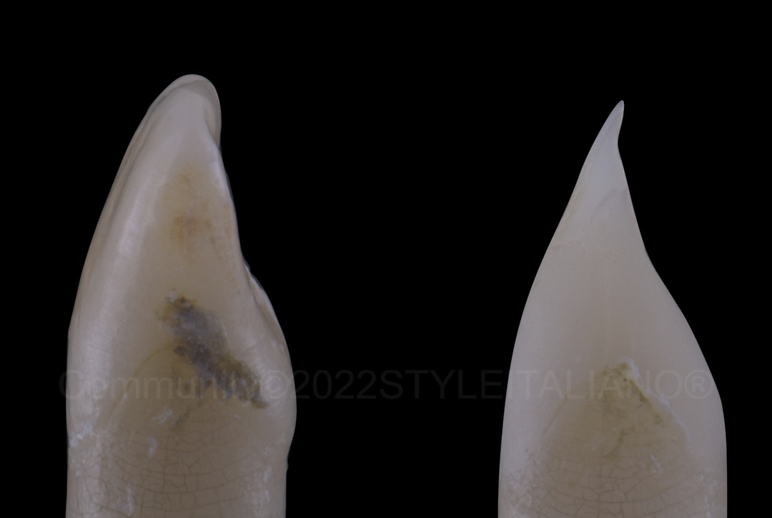 styleitaliano style italiano incisor with and without enamel